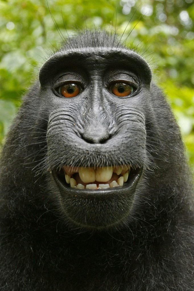 macaca-nigra-536991_1920
